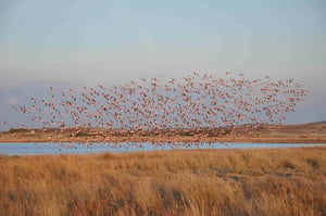 Flamingos in Limnos, Greece // Kiterr.com