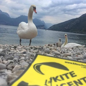 Ducks by Lake Garda in Italy - photo by Kite Center Lake Garda // Kiterr.com