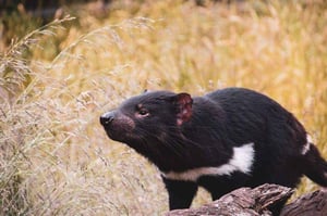 a Tasmanian Devil  // kiterrcom