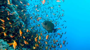 Coulourful corals and fish of Red Sea - Hamata, Egypt | Kiterr.com