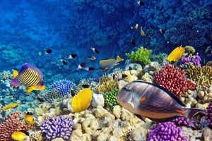 Coulourful corals and fish of Red Sea - Hamata, Egypt | Kiterr.com