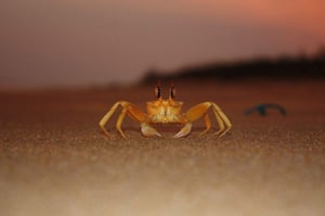 Life of a crab - kitesurfing holidays in Kalpitiya, Sri Lanka | Kiterr.com