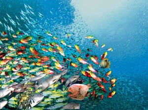 Scuba Diving - Kitesurfing in Providenciales, Turks & Caicos Islands | Kiterr.com
