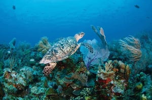 Scuba Diving - Kitesurfing in Providenciales, Turks & Caicos Islands | Kiterr.com
