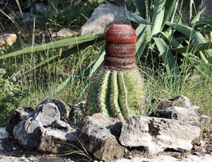 The iconic Turk's Head cactus - Turks & Caicos Islands | Kiterr.com